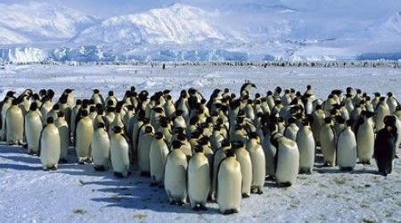 Где НЕ водятся пингвины?