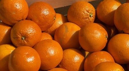 Как называется плод апельсина в науке?