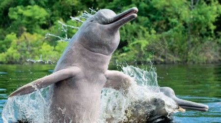 В устье какой реки водятся пресноводные дельфины?