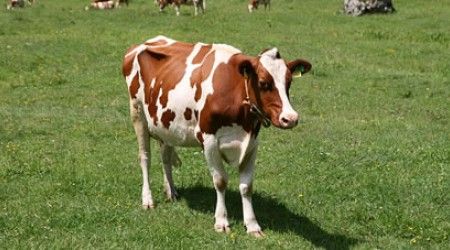 Сколько сосков на вымени у коровы?