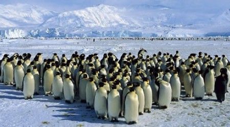 В какие сообщества объединяются и пингвины, и бактерии?