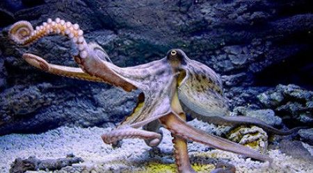 К какому типу беспозвоночных животных относится осьминог?