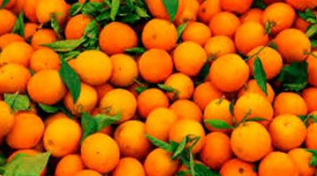Гибридом каких растений предположительно является апельсин?