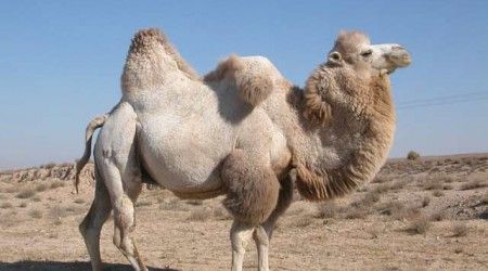 Какое из этих животных - верблюд, а не лама?