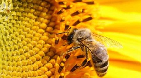 Какая форма у ячеек пчелиных сот?