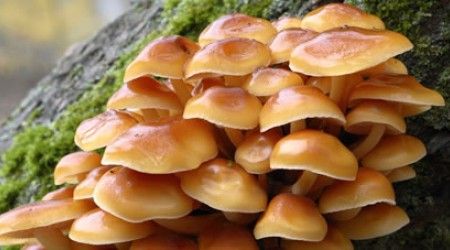 Как называется наука, которая изучает грибы?