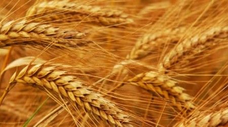 Как называется плод пшеницы?