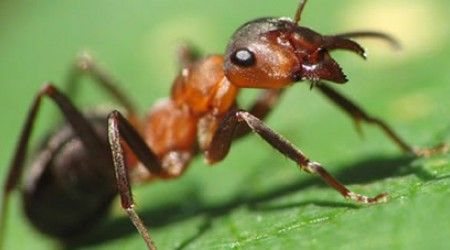 Что насекомые и членистоногие делают мандибулами?