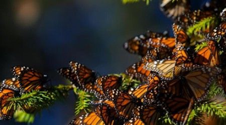 Какой писатель открыл 20 новых видов бабочек?