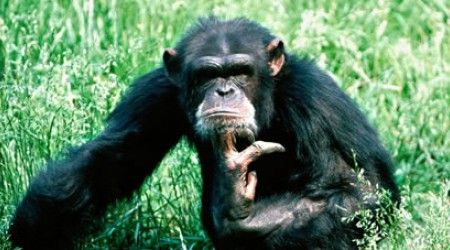 Как называется обезьяна рода павианов?